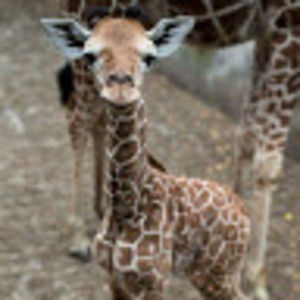 Meet your Posher, Brenda lee